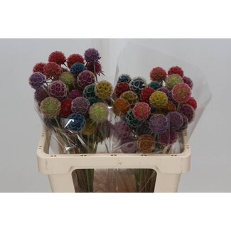 Freshy Scabiosa Stellata Mix XL | Colour: Mixed Colours | Length ± 60 centimeter | Per 50 stems fresh flowers