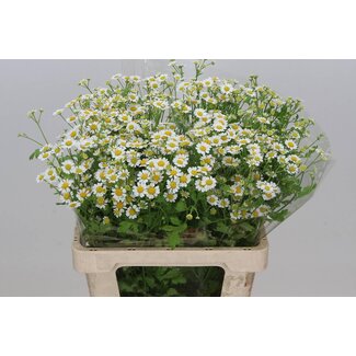 Freshy Tanacetum Pa “Pure Kamille” | Kleur: Wit | Lengte ± 70 centimeter | Per 25 stelen verse bloemen