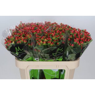 Freshy Hypericum “Tomato Flair” St John's wort | Colour: Red | Length ± 70 centimetre | Per 20 fresh stems
