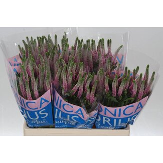 Freshy Veronica Smart “Clea Roswhita” | Couleur: Rose | Longueur ± 60 centimeter | Par 25 tiges de fleurs fraîches