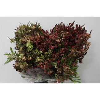 Freshy Dodonaea | Farbe: Gemischte Farben | Länge ± 70 centimeter | Gewicht 400 gram | Pro 5 Bündel