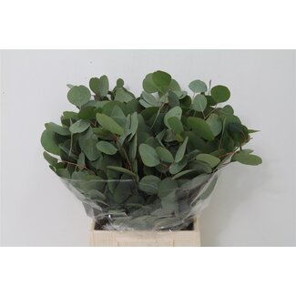 Freshy Eucalyptus Populus Feuilles courtes | Couleur: Groen | Longueur ± 55 centimeter | Poids 150 gram | Par 5 bouquets