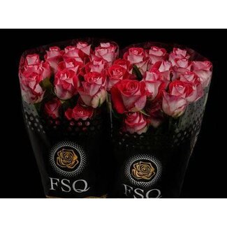Freshy Large-flowered Rose “Bluez” | Colour: Red | Length ± 60 centimetres | Origin Ecuador | Per 20 fresh roses