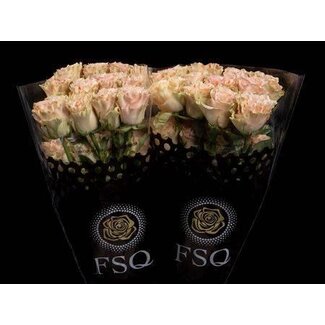 Freshy Large-flowered Rose “Exotix Pop” | Colour: Pink | Length ± 60 centimetre | Origin Ecuador | Per 20 fresh roses