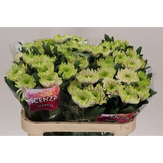 Freshy Deco Chrysanthemum Chrysanthemum “Ross Charlotte” | Colour: Pink | Length ± 70 centimeter | Per 10 fresh flowers