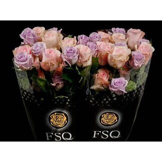Freshy Large-flowered Rose “Seasons Lavander Mix” | Colour: Mixed Colours | Lengte ± 50 centimeter | Origin Ecuador | Per 20 fresh roses