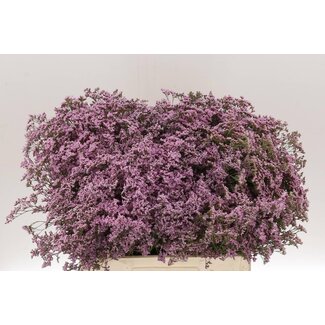 Freshy Limonium Safora “Oshi Pink” | Colour: Purple | Length ± 60 centimetre | Per 25 stems fresh flowers