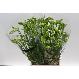 Freshy Dubbelbloemige Freesia “Essence” | Kleur: Wit | Lengte ± 54 centimeter | Per 50 stelen verse bloemen