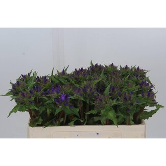 Freshy Campanula Glomerata Biologisch | Kleur: Paars Blauw | Lengte ± 50 centimeter | Per 10 verse bloemen