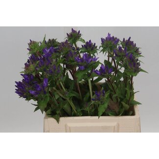 Freshy Campanula Glomerata Organic | Colour: Purple Blue | Length ± 40 centimetre | Per 10 fresh flowers