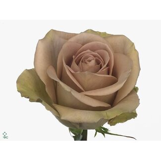 Freshy Large-flowered Rose “Amnesia” | Colour: Purple | Length ± 50 centimeter | Origin Ecuador | Per 20 fresh roses