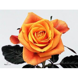 Freshy Large-flowered Rose “Cherry Brandy” | Colour: Yellow | Length ± 50 centimetre | Origin Ecuador | Per 20 fresh roses