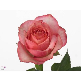 Freshy Large-flowered Rose “Coral Reef” | Colour: Pink | Length ± 50 centimetre | Origin Ecuador | Per 20 fresh roses