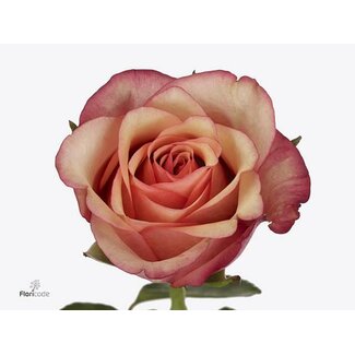 Freshy Rose à grandes fleurs “Vintage” | Couleur: Orange | Longueur ± 50 centimeter | Origine Équateur | Par 20 roses fraîches
