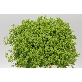 Freshy Alchemilla Mollis “Robustica” | Kleur: Groen | Lengte ± 60 centimeter | Per 50 stelen verse bloemen