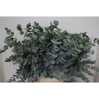 Freshy Eucalyptus Cinerea | Couleur: Vert | Longueur ± 70 centimètre | Poids 300 gramme | Par 5 bouquets