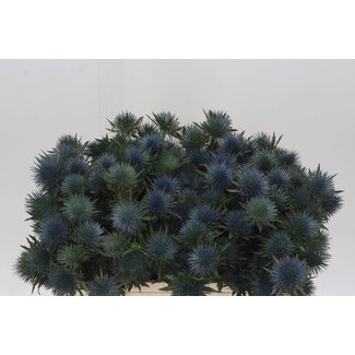 Freshy Eryngium Blauwe Distel “Magnetar Qstar” | Kleur: Blauw | Lengte ± 50 centimeter | Per 10 stelen verse bloemen