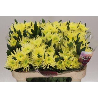 Freshy Deko Chrysantheme Chrysant “Topspin Gelb” | Farbe: Gelb | Länge ± 70 centimeter | Pro 20 frische Blumen