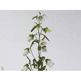 Freshy Campanula Medium “Champion White” | Kleur: Weiß | Länge ± 70 centimeter | Pro 10 frische Blumen