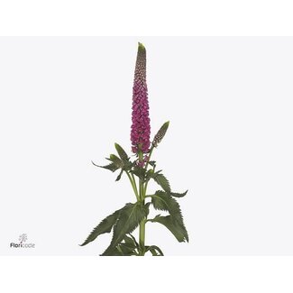 Freshy Veronica Smart “Artist” | Colour: Pink | Length ± 60 centimetre | Per 25 stems fresh flowers