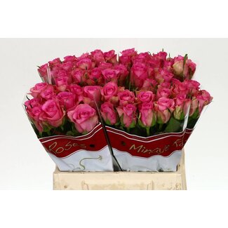Freshy Roses “Royal Jewel” | Couleur: Rose | Longueur ± 40 centimeter | Par 20 roses