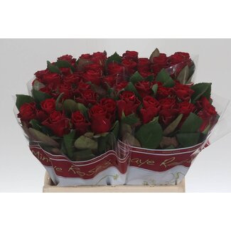 Freshy Roses “Red Tacazzi” | Colour: Red | Length ± 40 centimetre | Per 20 roses