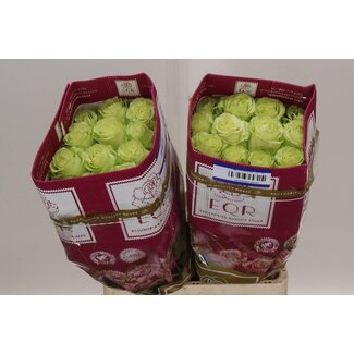 Freshy Rose à grandes fleurs “Lemonade” | Couleur: Vert | Longueur ± 60 centimeter | Origine Ecuador | Par 25 roses fraîches
