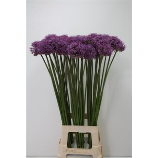 Freshy Allium Sierui “Gladiator” | Colour: Purple | Length ± 90 centimetre | Per 10 stems fresh flowers