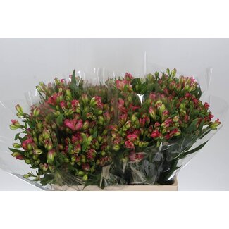 Freshy Courte Alstroemeria Fl “Pink Paradiso” | Couleur: Rose | Longueur ± 60 centimeter | Par 20 tiges de fleurs fraîches