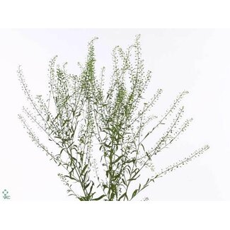 Freshy Lepidium “Green Bell” | Farbe: Grün | Länge ± 65 centimeter | Pro 25 Stiele frische Blumen