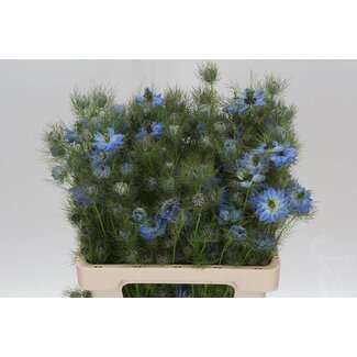 Freshy Nigella Damascena Juffertje-in-het-groen Blauw | Kleur: Blauw | Lengte ± 58 centimeter | Per 5 bossen