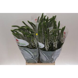 Freshy Lysimachia “Moonlight” | Kleur: Wit | Lengte ± 80 centimeter | Per 25 stelen verse bloemen