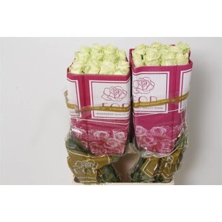 Freshy Rose à grandes fleurs “Mondial” | Couleur: Blanc | Longueur ± 70 centimètre | Origine Équateur | Par 25 roses fraîches