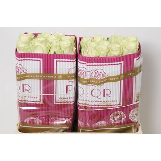 Freshy Grootbloemige Roos “Mondial” | Kleur: Wit | Lengte ± 50 centimeter | Herkomst Ecuador | Per 25 verse rozen