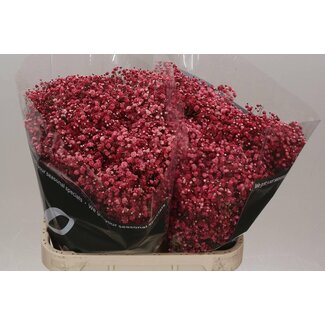 Freshy Gypsophila Gypsophile “Wine Red” Traitée en couleur | Couleur: Rouge | Longueur ± 80 centimeter | Origine Équateur | Par 25 tiges de fleurs fraîches
