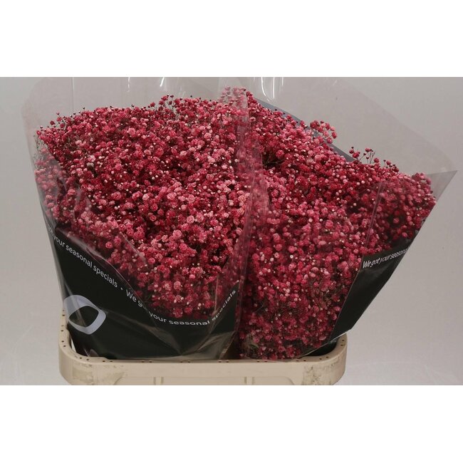 Gypsophila Gypsophile “Rouge vin” Coloré | Couleur: Rouge | Longueur ± 80 centimeter | Origine Équateur | Par 25 tiges de fleurs fraîches