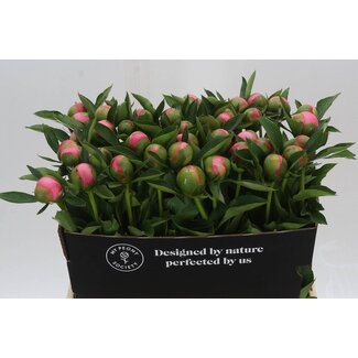Freshy Paeonia Pioenroos L “Etched Salmon” | Kleur: Roze | Lengte ± 60 centimeter | Per 10 verse pioenrozen