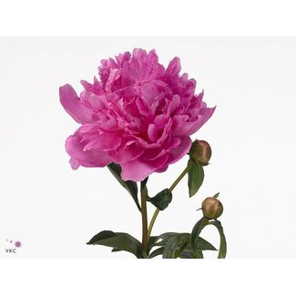 Freshy Paeonia Pioenroos L “Gl Hallelujah” maat XL | Kleur: Roze | Lengte ± 60 centimeter | Per 10 verse pioenrozen