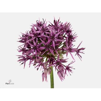 Freshy Allium Sierui “Violet Beauty” | Kleur: Paars | Lengte ± 75 centimeter | Per 20 stelen verse bloemen