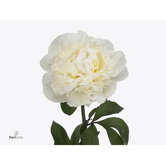 Freshy Paeonia Pioenroos L “Dr F Brethour” | Kleur: Wit | Lengte ± 60 centimeter | Per 10 verse pioenrozen