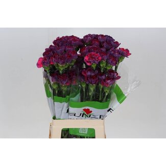 Freshy Lange Nelke “Funza Tatis” | Farbe: Gemischte Farben | Länge ± 70 centimeter | Pro 20 frische Blumen