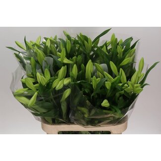 Freshy Lelie Longiflorum Aqua “Watch Up” 3 Bloem | Kleur: Wit | Lengte ± 90 centimeter | Per 10 stelen verse bloemen