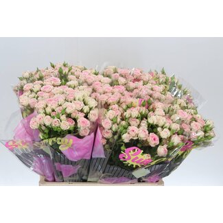 Freshy Trosrose “Creamy Twister” | Farbe: Rosa | Länge ± 60 centimeter | Pro 10 frische Rosen
