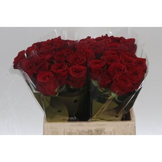 Freshy Roses “Red Naomi” | Colour: Red | Length ± 40 centimetre | Per 20 roses
