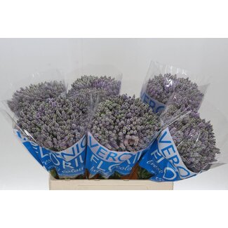 Freshy Veronica Smart “Splash” | Couleur: Violet | Longueur ± 60 centimeter | Par 20 tiges de fleurs fraîches