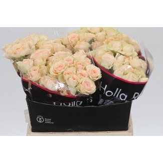 Freshy Trosroos hollandais “Sancerre” | Couleur: Rose | Longueur ± 40 centimètre | Par 20 roses fraîches