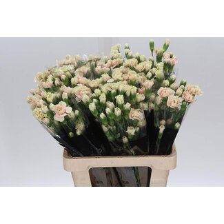 Freshy Spray carnation “Lucia” | Colour: Pink | Length ± 60 centimeter | Per 25 fresh flowers