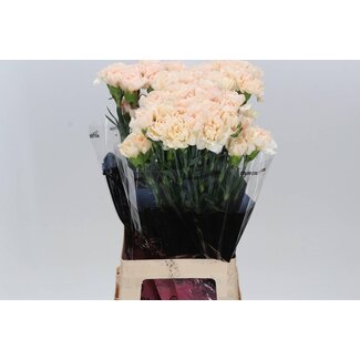 Freshy Lange Nelke “Lizzy” | Kleur: Oranje | Lengte ± 70 Zentimeter | Per 20 frische Blumen
