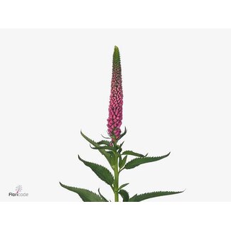 Freshy Veronica Smart “Iselle” | Colour: Pink | Length ± 60 centimeter | Per 25 stems fresh flowers