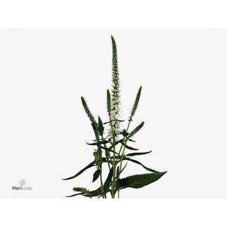 Freshy Veronica Smart “Caya” Branched | Colour: White | Length ± 60 centimeter | Per 20 stems fresh flowers